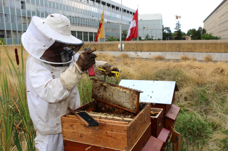 Apiculture urbaine: un coup de pouce pour l&rsquo;avenir de la planète