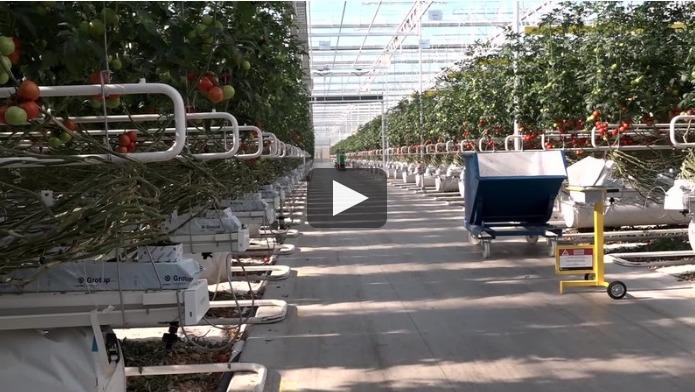 20% d&rsquo;énergie en moins pour faire pousser les tomates