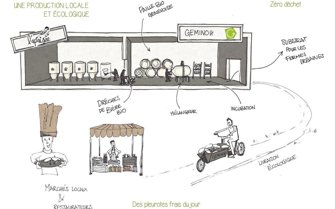 Un bel exemple de circularité locale entre la champignonnière Geminoh et la brasserie de l&rsquo;Apaisée