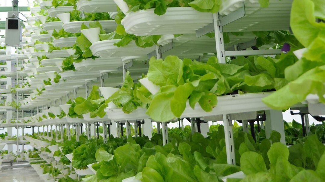 [Lu ailleurs] Densification, verticalisation : les fermes maraîchères