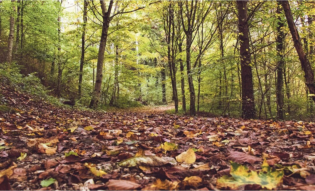 Près de 2,5 millions de mètres cubes de bois inexploités en Suisse chaque année