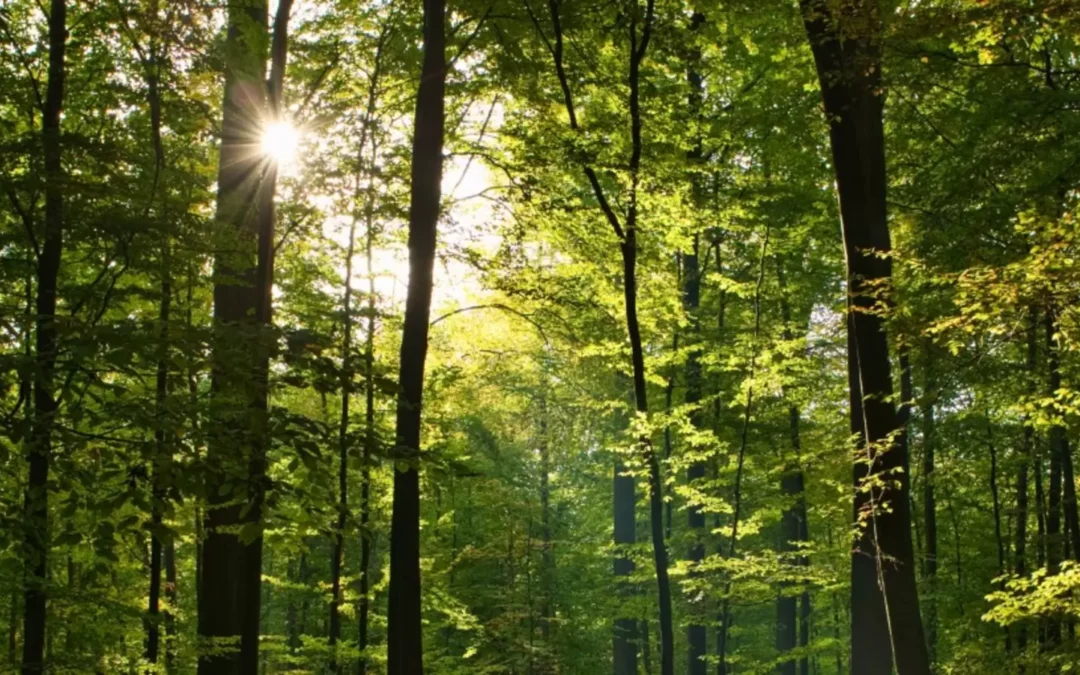Etude EMPA –  Ce que la Suisse fait de son bois