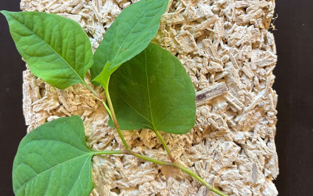 [DÉFI’25 FTI] Origo – Valoriser une plante invasive en matériau d’isolation